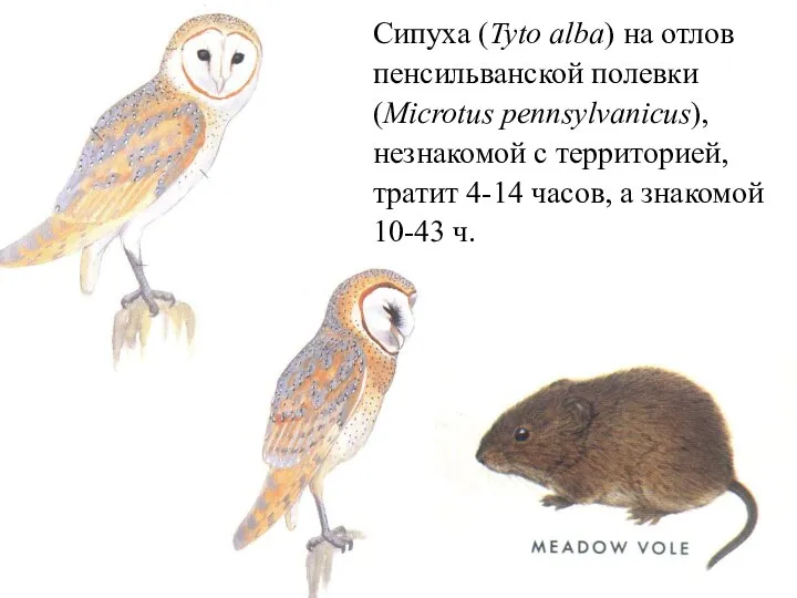 Сипуха (Tyto alba) на отлов пенсильванской полевки (Microtus pennsylvanicus), незнакомой с