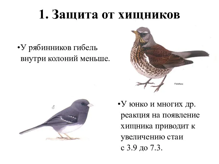 1. Защита от хищников У рябинников гибель внутри колоний меньше. У