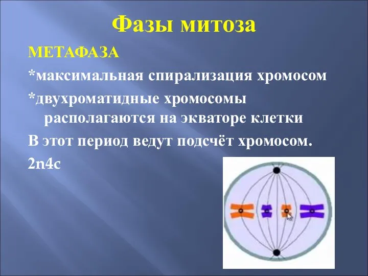 Фазы митоза МЕТАФАЗА *максимальная спирализация хромосом *двухроматидные хромосомы располагаются на экваторе