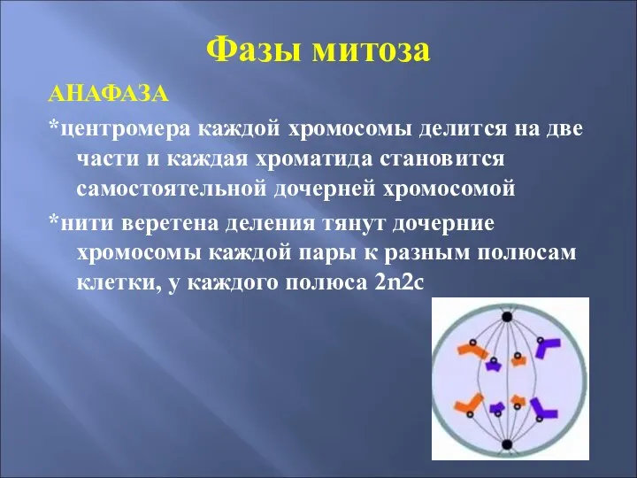 Фазы митоза АНАФАЗА *центромера каждой хромосомы делится на две части и