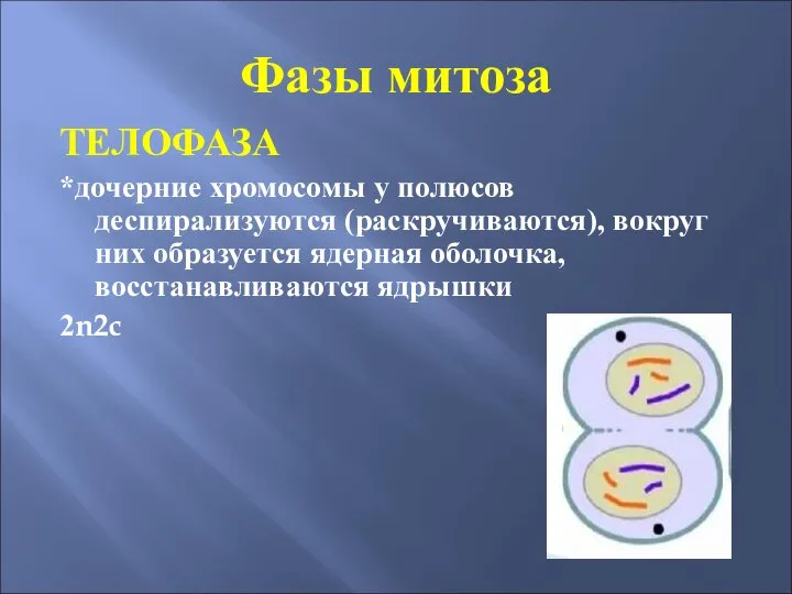 Фазы митоза ТЕЛОФАЗА *дочерние хромосомы у полюсов деспирализуются (раскручиваются), вокруг них