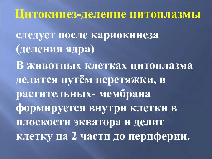 Цитокинез-деление цитоплазмы следует после кариокинеза (деления ядра) В животных клетках цитоплазма