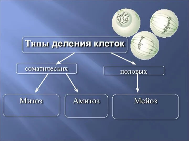 Типы деления клеток соматических половых Мейоз Амитоз Митоз