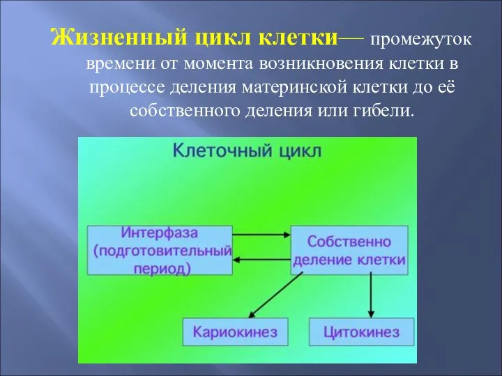 Жизненный цикл клетки— промежуток времени от момента возникновения клетки в процессе