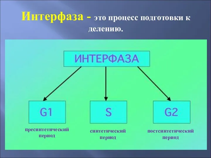 Интерфаза - это процесс подготовки к делению. пресинтетический период синтетический период постсинтетический период