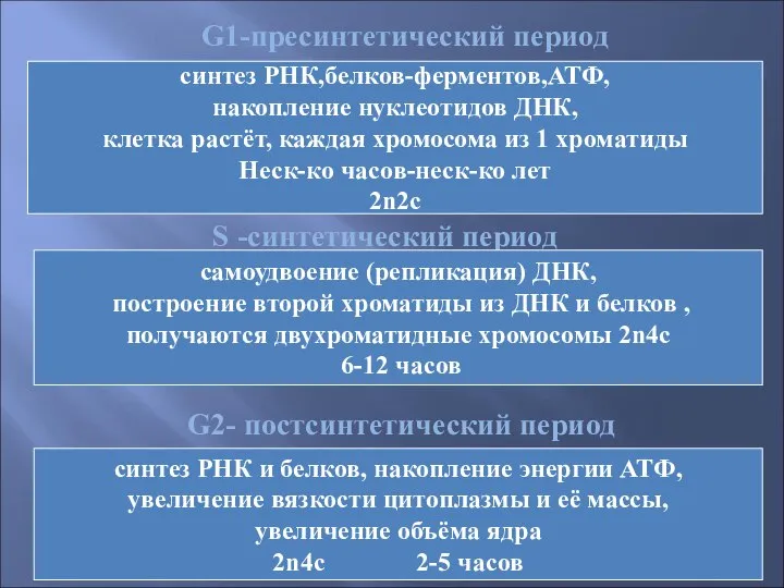 G1-пресинтетический период синтез РНК,белков-ферментов,АТФ, накопление нуклеотидов ДНК, клетка растёт, каждая хромосома