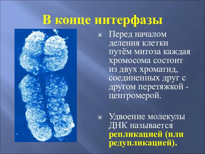 В конце интерфазы Перед началом деления клетки путём митоза каждая хромосома