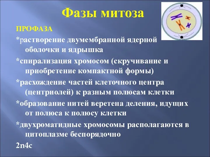 Фазы митоза ПРОФАЗА *растворение двумембранной ядерной оболочки и ядрышка *спирализация хромосом