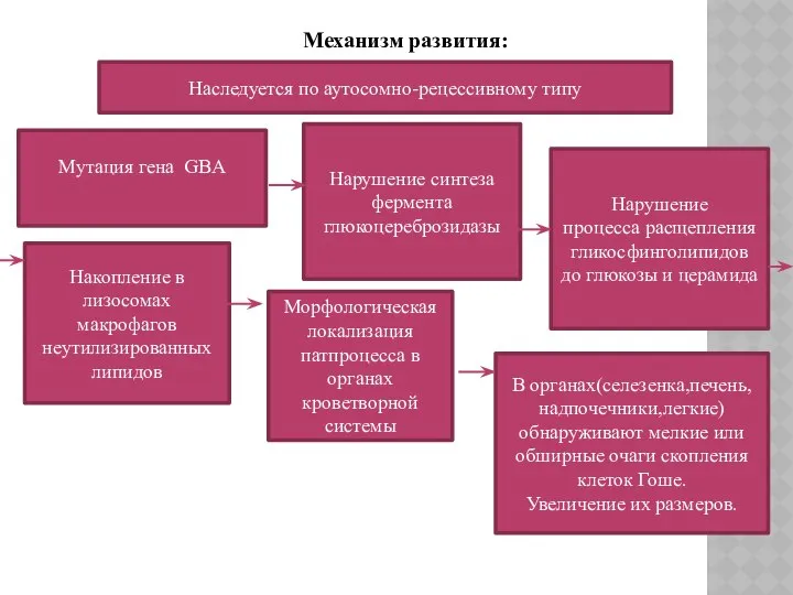 Механизм развития: Наследуется по аутосомно-рецессивному типу Мутация гена GBA Нарушение синтеза