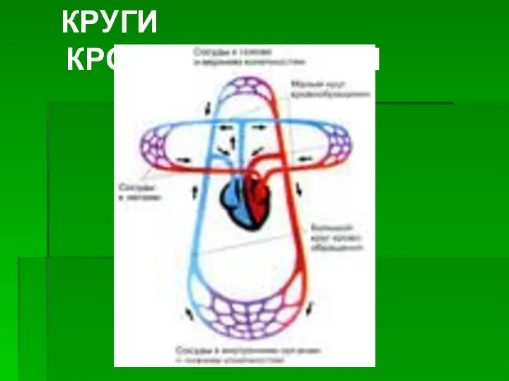 КРУГИ КРОВООБРАЩЕНИЯ