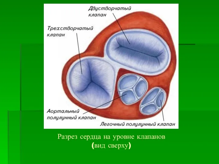 Разрез сердца на уровне клапанов (вид сверху)