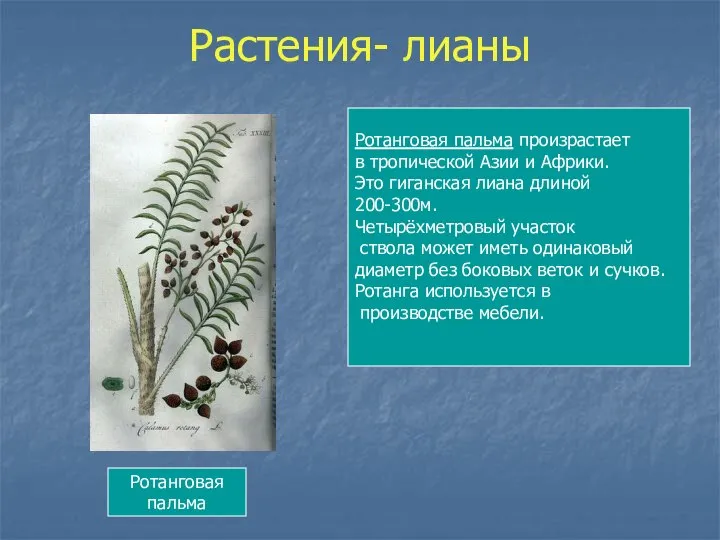 Растения- лианы Ротанговая пальма Ротанговая пальма произрастает в тропической Азии и