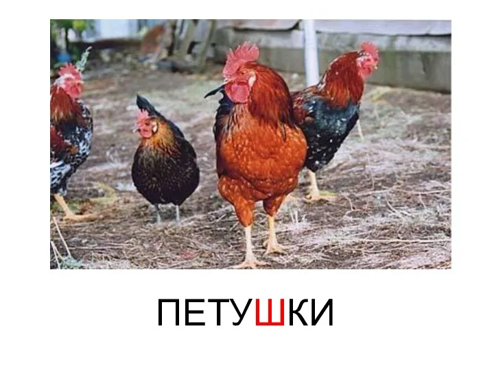 ПЕТУШКИ