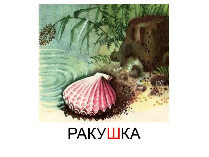 РАКУШКА