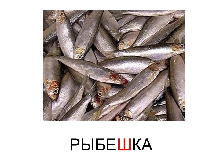 РЫБЕШКА