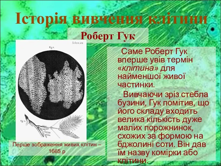 Історія вивчення клітини Роберт Гук Перше зображення живих клітин – 1665