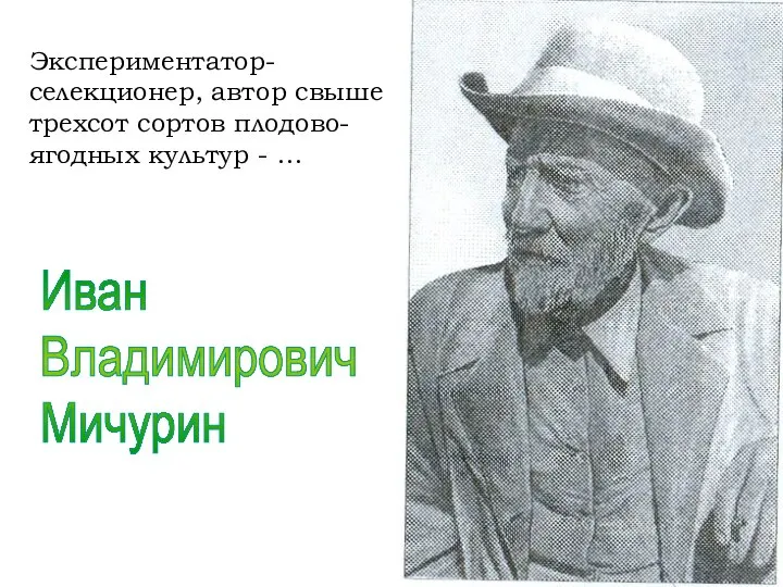 Экспериментатор-селекционер, автор свыше трехсот сортов плодово-ягодных культур - … Иван Владимирович Мичурин