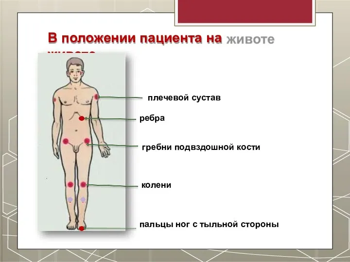 В положении пациента на животе плечевой сустав ребра гребни подвздошной кости