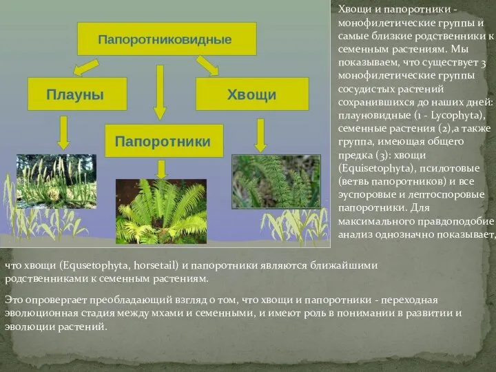 Хвощи и папоротники - монофилетические группы и самые близкие родственники к