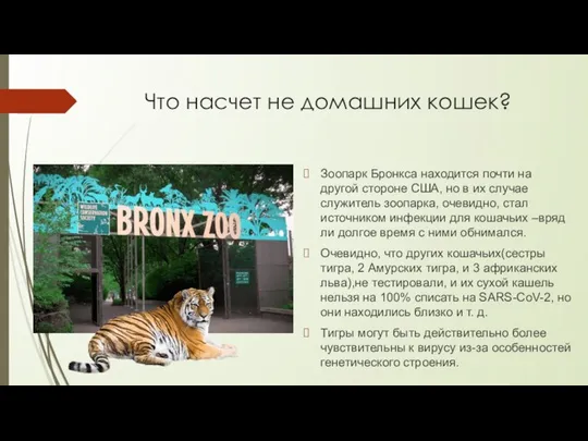 Что насчет не домашних кошек? Зоопарк Бронкса находится почти на другой