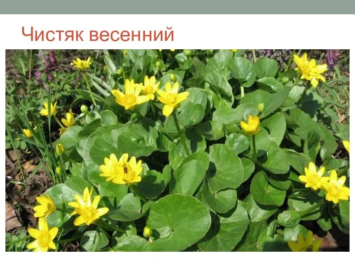 Чистяк весенний