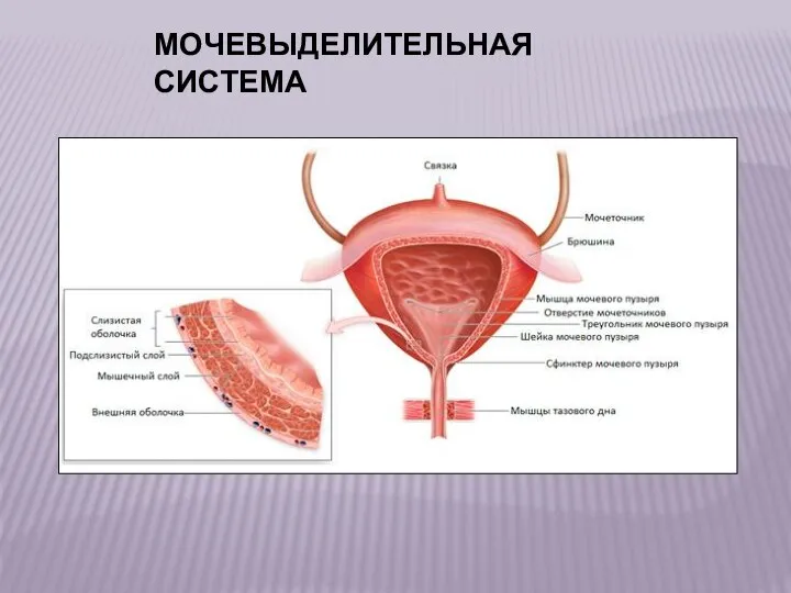 МОЧЕВЫДЕЛИТЕЛЬНАЯ СИСТЕМА