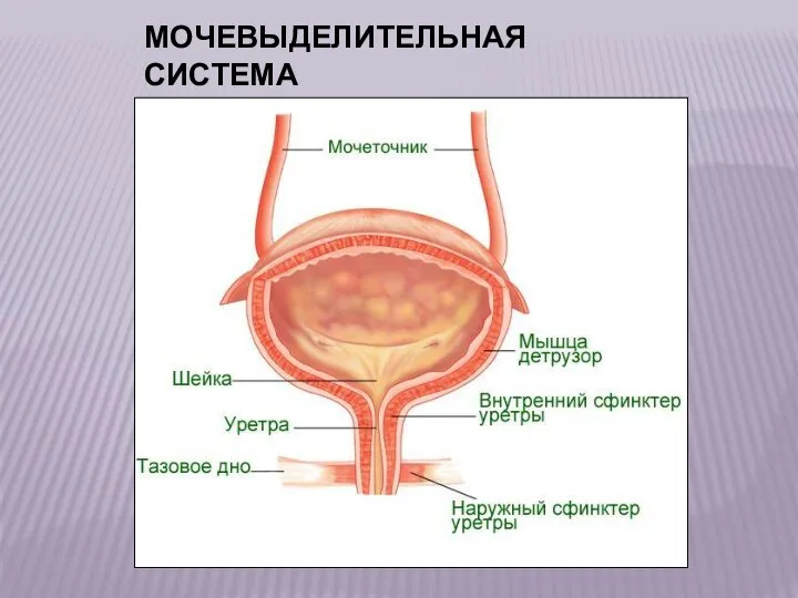 МОЧЕВЫДЕЛИТЕЛЬНАЯ СИСТЕМА