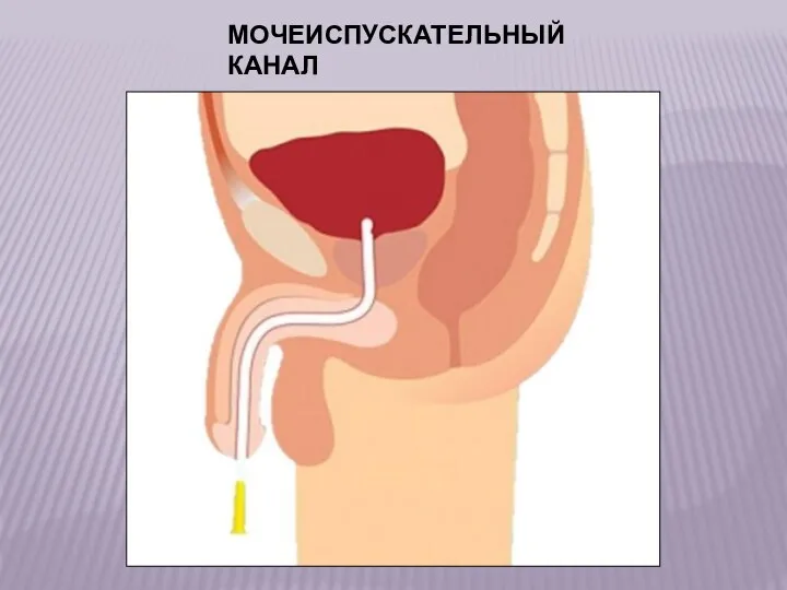 МОЧЕИСПУСКАТЕЛЬНЫЙ КАНАЛ