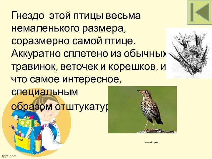 певчий дрозд Гнездо этой птицы весьма немаленького размера, соразмерно самой птице.