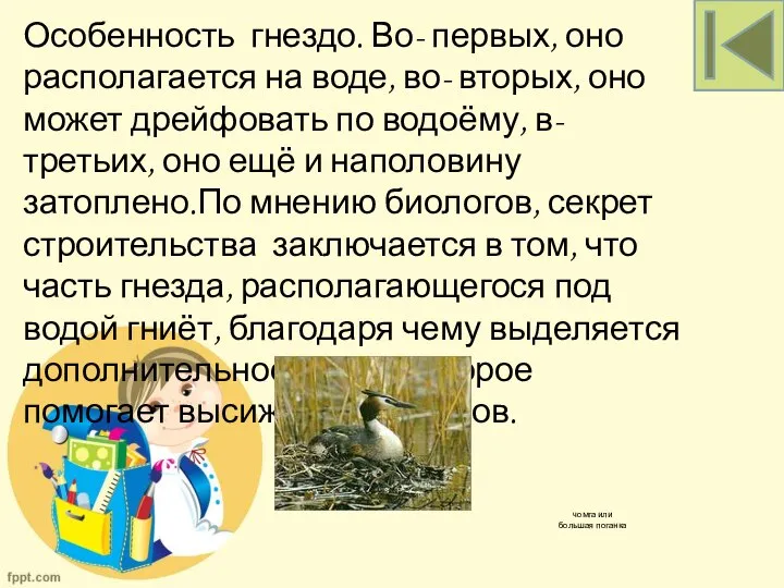 чомга или большая поганка Особенность гнездо. Во- первых, оно располагается на