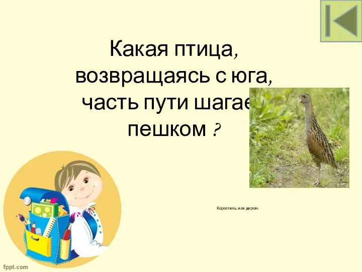 Коростель, или дергач. Какая птица, возвращаясь с юга, часть пути шагает пешком ?