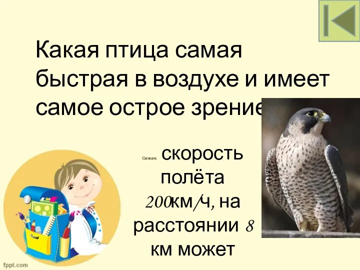 Сапсан, скорость полёта 200км/ч, на расстоянии 8 км может Какая птица