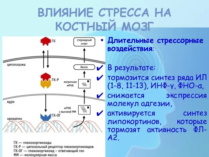 Длительные стрессорные воздействия: В результате: тормозится синтез ряда ИЛ (1-8, 11-13),