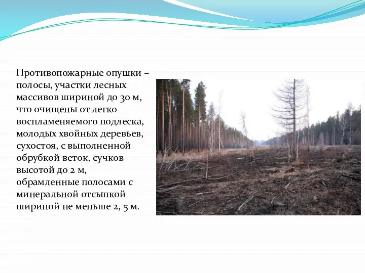 Противопожарные опушки – полосы, участки лесных массивов шириной до 30 м,