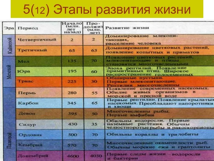 5(12) Этапы развития жизни