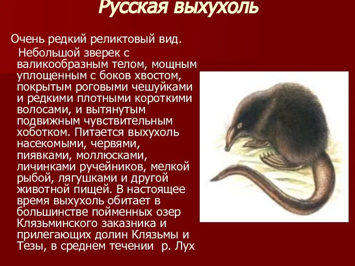 Русская выхухоль Очень редкий реликтовый вид. Небольшой зверек с валикообразным телом,