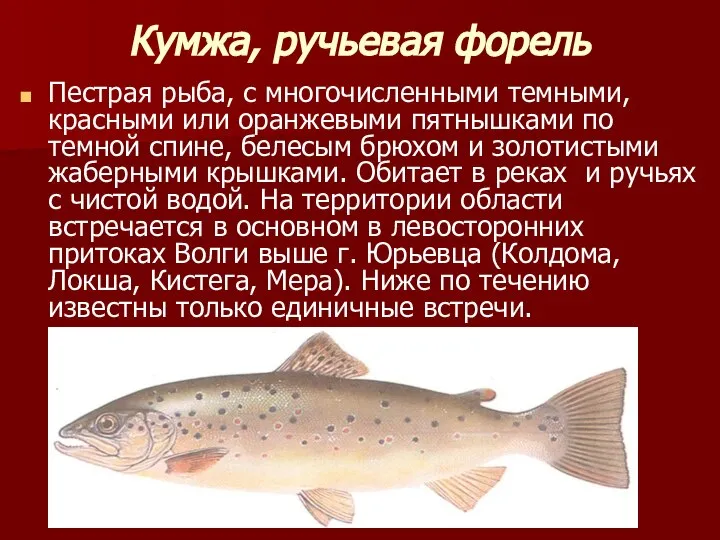 Кумжа, ручьевая форель Пестрая рыба, с многочисленными темными, красными или оранжевыми
