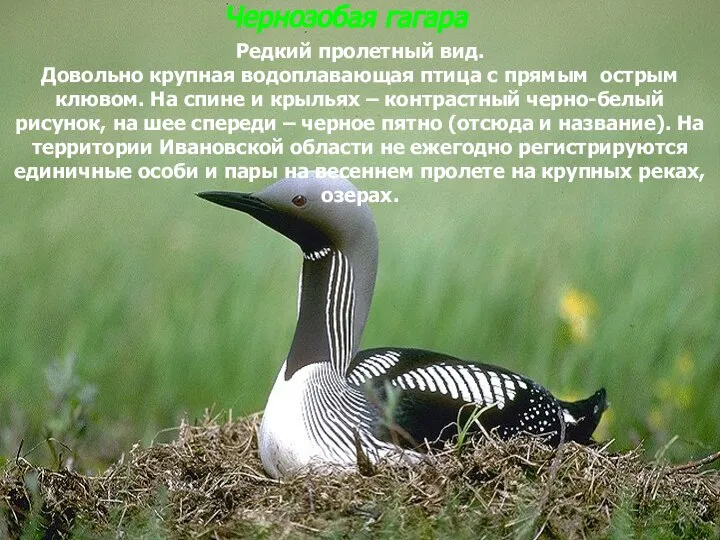 Чернозобая гагара Чернозобая гагара Редкий пролетный вид. Довольно крупная водоплавающая птица