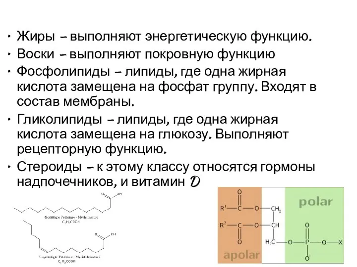 Жиры – выполняют энергетическую функцию. Воски – выполняют покровную функцию Фосфолипиды