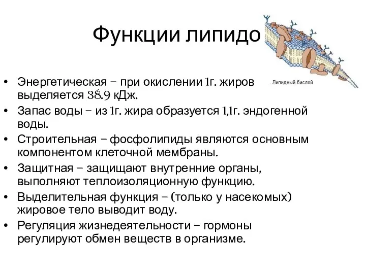 Функции липидов Энергетическая – при окислении 1г. жиров выделяется 38.9 кДж.