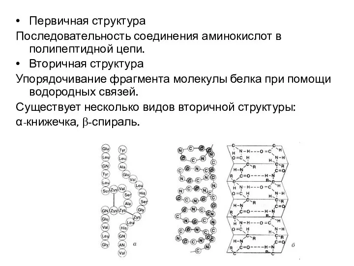 Первичная структура Последовательность соединения аминокислот в полипептидной цепи. Вторичная структура Упорядочивание