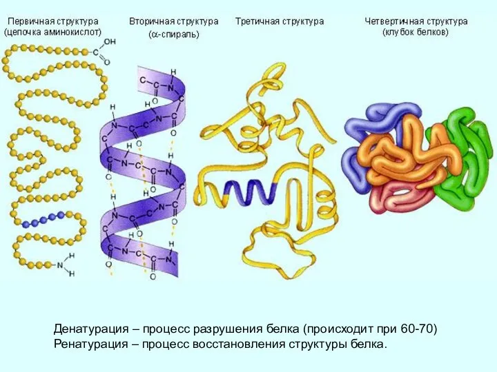 Денатурация – процесс разрушения белка (происходит при 60-70) Ренатурация – процесс восстановления структуры белка.