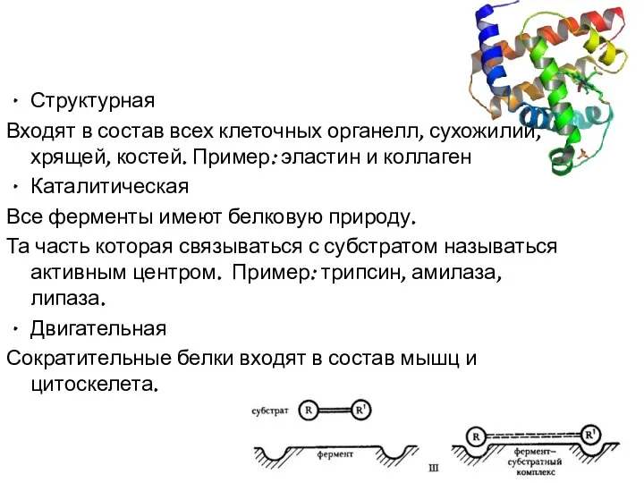 Структурная Входят в состав всех клеточных органелл, сухожилий, хрящей, костей. Пример: