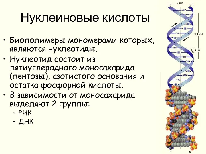 Нуклеиновые кислоты Биополимеры мономерами которых, являются нуклеотиды. Нуклеотид состоит из пятиуглеродного