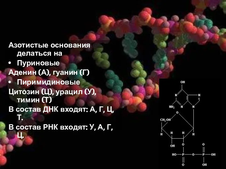 Азотистые основания делаться на Пуриновые Аденин (А), гуанин (Г) Пиримидиновые Цитозин