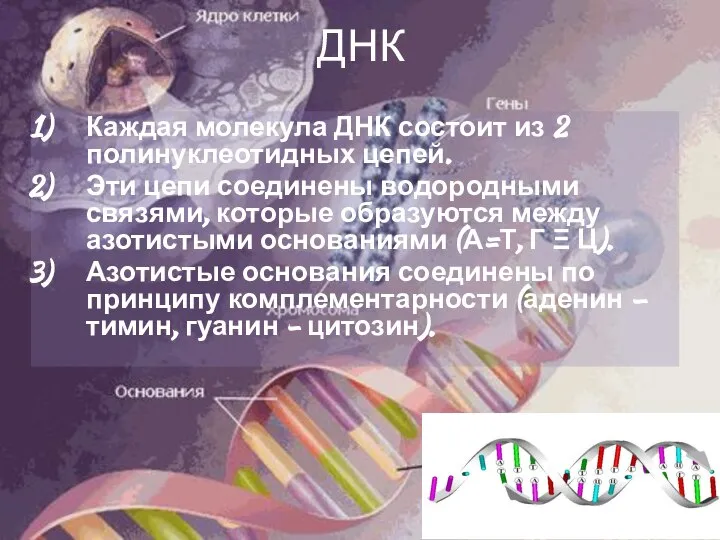 ДНК Каждая молекула ДНК состоит из 2 полинуклеотидных цепей. Эти цепи