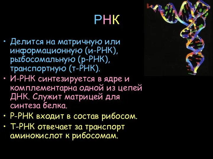 РНК Делится на матричную или информационную (и-РНК), рыбосомальную (р-РНК), транспортную (т-РНК).