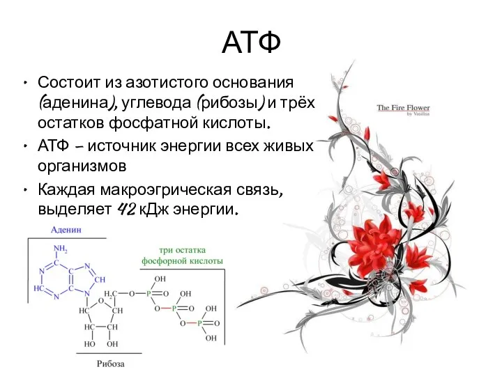 АТФ Состоит из азотистого основания (аденина), углевода (рибозы) и трёх остатков