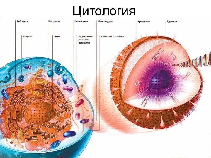 Цитология