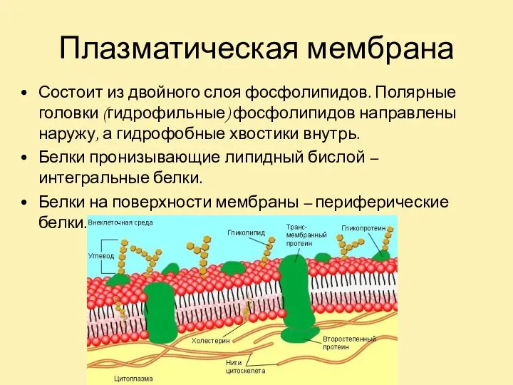 Плазматическая мембрана Состоит из двойного слоя фосфолипидов. Полярные головки (гидрофильные) фосфолипидов